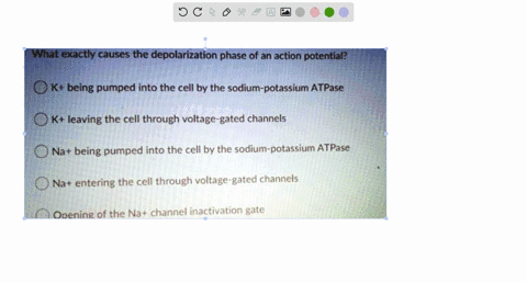 what-exactly-causes-the-depolarization-phase-of-an-action-potential-o-k-being-pumped-into-the-cell-by-the-sodium-potassium-atpase-k-leaving-the-cell-through-voltage-gated-channels-na-being-p-01399