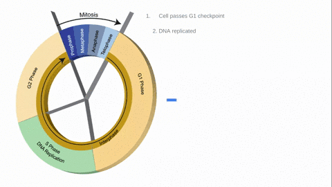 Eukaryotic cells pass through the stages of the cell cycle...