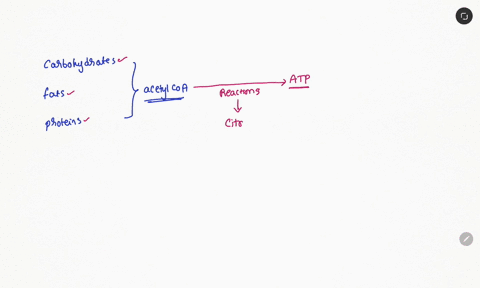 where-in-the-eukaryotic-cell-does-the-citric-acid-cycle-occur-choose-one-alternative-golgi-body-mitochondrion-chloroplast-45431