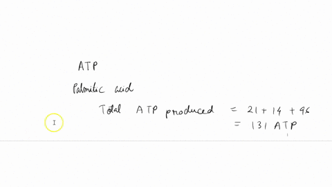 fatty-acid-catabolism-how-many-atp-can-be-produced-by-palmitic-acid-83035