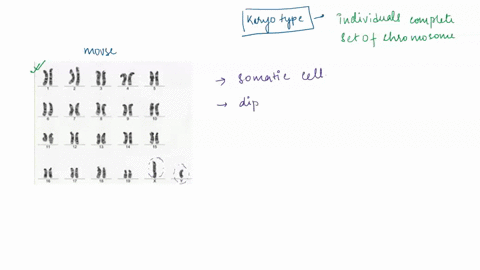 this-is-a-karyotype-of-a-deer-mouse-body-cell-xl-m1-ii-10w-liws-this-karvolype-frori-a-somatic-cell-qr-sexicel-42-ahrryperom-a-haploid-or-diploid-cellland-howicamiyowtel-02-hvhhwduh-hasomes-11426