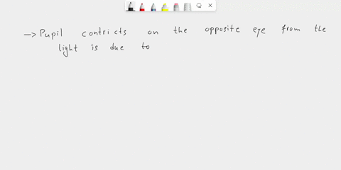 explain-why-the-pupil-constricts-on-the-opposite-eye-from-the-light-remember-to-inc-cranial-nerves-involved-71719