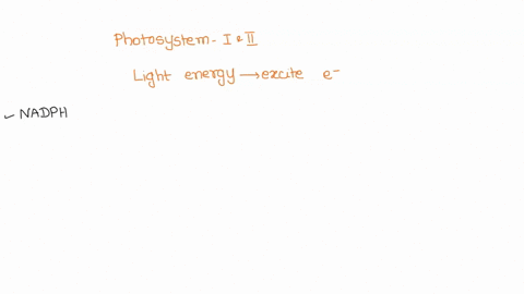 in-both-photosystem-and-photosystem-il-light-energy-is-used-to-excite-electrons-to-the-confusion-of-many-students-the-two-photosystems-were-named-in-the-order-of-their-discovery-and-not-in-t-65848