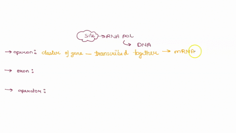 question-11the-site-where-rna-polymerase-attaches-to-the-dna-molecule-to-start-the-formation-of-the-mrna-is-called-a-operan-b-exon-c-operator-d-promoter-question-12-which-is-true-about-rna-p-22446