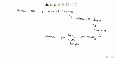 dermis-1-dermal-papillae-containing-capillary-loops-are-there-capillaries-in-the-epidermis-what-are-the-advantages-of-draping-the-epidermis-upon-dermal-papillae-2-the-appearance-of-the-nerve-00048