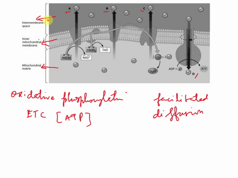 the-following-diagram-illustrates-the-oxidative-phosphorylation-reactions-in-the-mitochondrial-matrix-several-hydrogen-ions-are-labeled-with-letters-a-d-which-hydrogen-ion-passed-through-the-64085