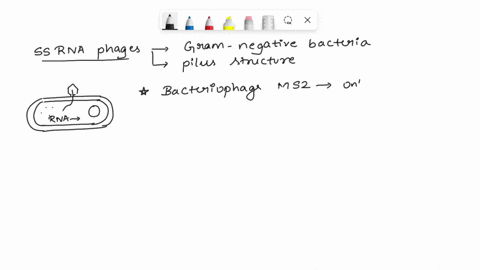 why-must-the-ssrna-phage-like-ms2-and-qb-prevent-the-viral-genome-from-simultaneously-being-translated-by-a-ribosome-and-replicated-by-the-replicase-enzyme-describe-the-mechanism-that-these-44598