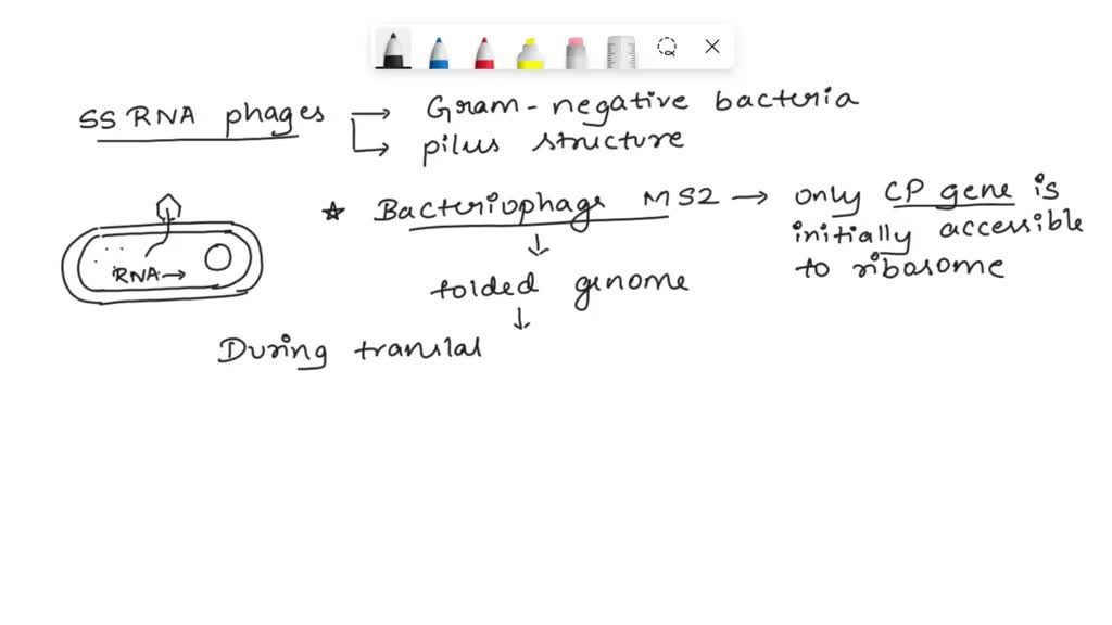 SOLVED: Why must the ssRNA phage, like MS2 and Qb, prevent the viral ...