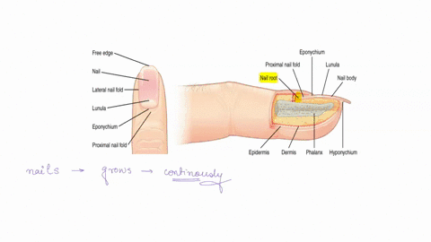 forearm-extensor-muscie-qrigin-insenion-tciceds-nracni-lonc-ead-tra-common-tenoid-lubercic-tendon-into-tne-ula-clecranon-latecal-head-0iocess-ulna-posterior-shaft-of-humerus-medialhead-doste-12442