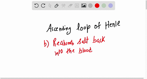 what-is-the-role-of-the-ascending-limb-of-the-loop-of-henle-a-reabsorb-water-back-into-the-blood-b-reabsorb-salt-back-into-the-blood-c-secrete-toxins-into-the-filtrate-d-secrete-salt-into-th-74393