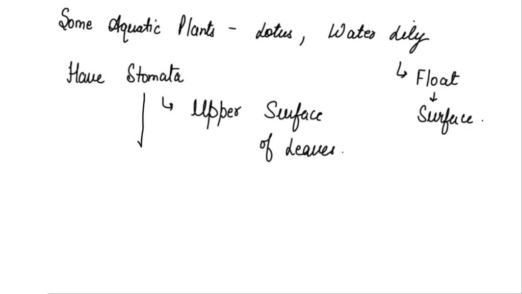 SOLVED Why do plants like water lily and lotus have stomata on the
