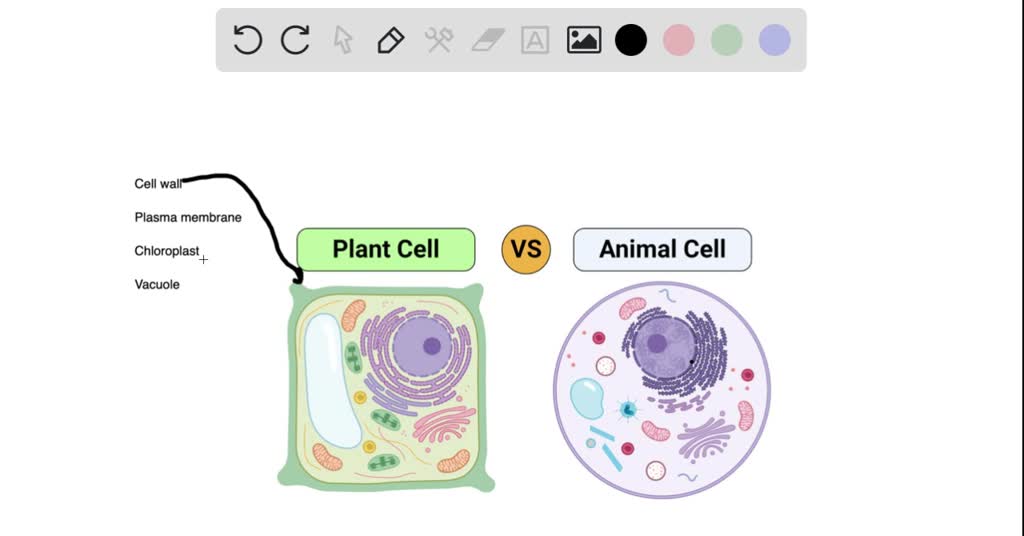 SOLVED: Which of the following is NOT unique to plant cells? A. cell wall  B. plasma membrane C. chloroplast D. large central vacuole