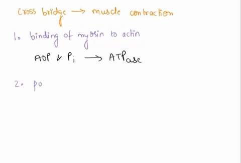 list-and-briefly-describe-the-steps-of-the-cross-bridge-model-of-muscle-contraction-58932