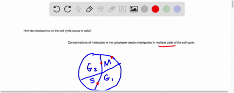 how-do-checkpoints-on-the-cell-cycle-occur-in-cells-checkpoints-only-occur-in-cells-after-they-becore-cancerous-the-only-checkpoints-occur-in-phase-concentrations-of-molecules-in-the-cytopla-21736