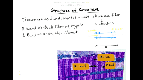 click-and-drag-the-labels-of-the-sarcomere-to-their-correct-locations-click-and-drag-the-labels-of-the-sarcomere-to-their-correct-locations_-a-band-j7e-band-m-line-hzone-a-band-2-disk-2-disk-85547
