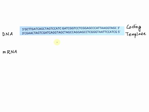 for-the-dna-molecule-shown-below-the-strand-of-dna-transcribed-into-mrna-and-then-translated-into-protein-indicate-the-correct-mrna-and-protein-sequences-in-the-spaces-provided-mert-mhad-mak-82506