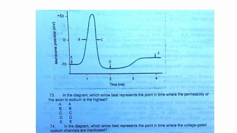 50-l-1-time-ms-73-in-the-diagram-which-arrow-best-represents-the-point-in-time-where-the-permeability-of-the-axon-t0-sodium-is-the-highest-e-b-2-74-in-the-diagram-which-arrow-best-represents-27815