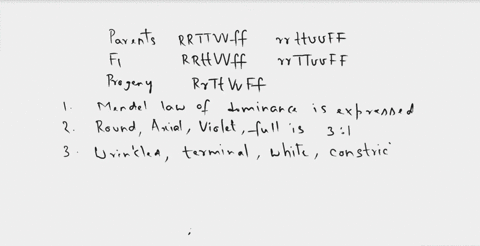 one-parent-is-27-two-true-breeding-pea-plants-were-crossed-round-terminal-violet-constricted-while-the-other-expresses-of-wrinkled-axial-the-respective-contrasting-phenotypes-white-full-the-35544
