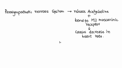 acetylcholine-reacting-with-a-muscarinic-receptor-on-a-cardiac-myocyte-causes-chloride-to-flow-or-an-a-action-potential-b-ipsp-c-epsp-d-none-of-the-above-36197