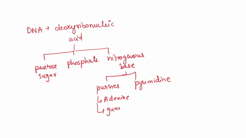 identify-the-statements-that-describe-the-structure-of-dna-select-all-that-are-correct-a-a-dna-double-helix-contains-two-sugarphosphate-backbones-oriented-in-opposite-directions-b-adenine-is-31173