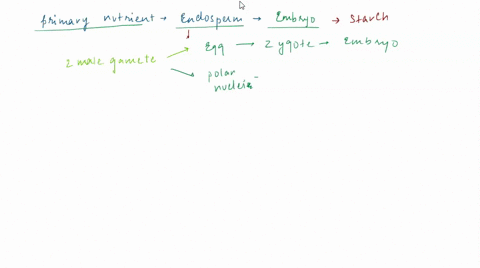 endosperm-often-provides-nutrition-to-the-developing-embryo-during-germination-and-early-development-what-is-the-primary-nutrient-that-the-endosperm-provides-to-the-developing-embryo-starch-72029