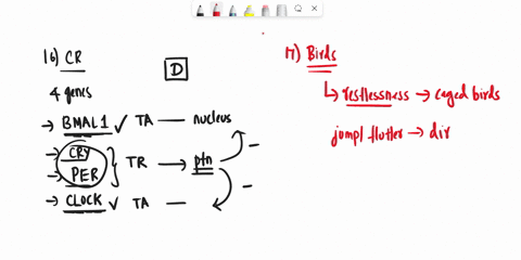 16-the-production-of-period-per-is-inhibited-by-a-perclk-b-percyc-c-clkcyc-d-percyr1-17-zugunruhe-occurs-a-increases-with-increasing-day-length-b-as-the-morning-sun-rises-in-the-east-c-in-bo-83317