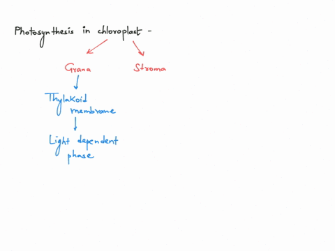 which-one-of-the-following-statements-about-photosynthesis-in-chloroplasts-is-correct-2-points-the-grana-are-the-site-of-the-light-independent-stage_-chlorophyll-found-in-the-stroma-traps-li-31086