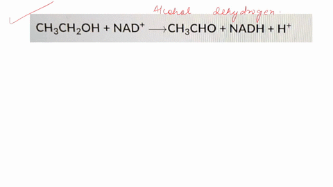 exhibit-a-consider-the-reaction-of-alcohol-dehydrogenase-ch3chzoh-nad-chcho-nadh-ht-referring-to-exhibit-a-which-molecule-is-reduced-h-nadh-nad-ethanol-acetaldehyde-86873