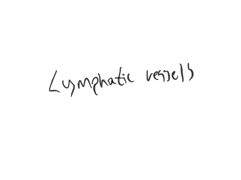 what-structures-make-up-the-lymphatic-system