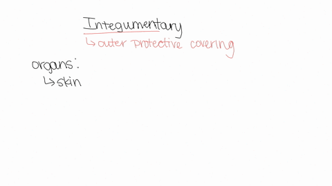 what-organs-belong-to-the-integumentary-system