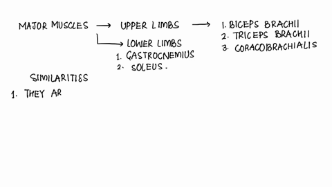 evaluate-the-major-muscle-groups-of-the-upper-and-lower-limbs-and-relate-their-similarities-and-differences-to-their-function-53185