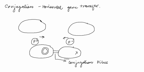 during-conjugation-one-strand-of-the-factor-dna-remains-in-the-donor-cell-and-one-strand-is-transferred-t0-the-recipient-cell-6-true-or-false-011315-true-false-61756