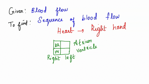 tracing-the-blood-from-the-heart-to-the-right-hand-we-find-that-blood-leaves-the-heart-and-passes-th-41424