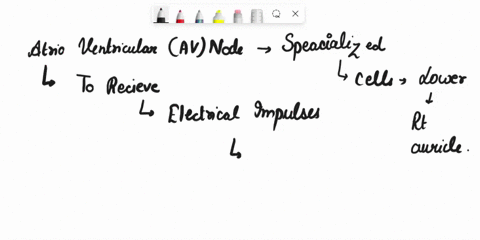 what-is-the-significance-of-atrio-ventricular-node-and-atrio-ventricular-bundle-in-the-functioning-o-77099