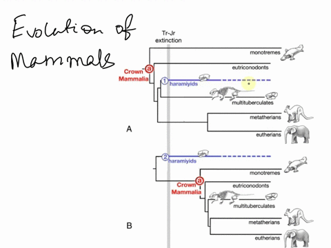 examine-figure-3020-which-mammal-evolved-first-a-elephant-b-opposum-c-echidna-d-blue-whale-44983