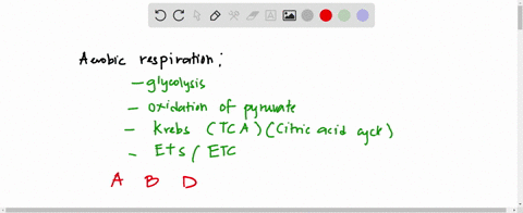 in-the-process-of-cellular-respiration-glucose-broken-down-into-simpler-compounds-respiration-is-carried-on-in-the-presence-aerobic-absence-anaerobic-of-free-oxygen-which-of-the-processes-oc-98786