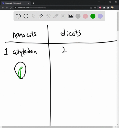 please-explain-three-differences-between-monocots-and-dicots