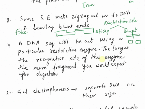 question-16-1-point-during-the-polymerase-chain-reaction-rna-primers-that-are-complementary-to-part-of-the-dna-to-be-copied-are-used-these-primers-act-as-starting-points-for-taq-polymerase-q-93531
