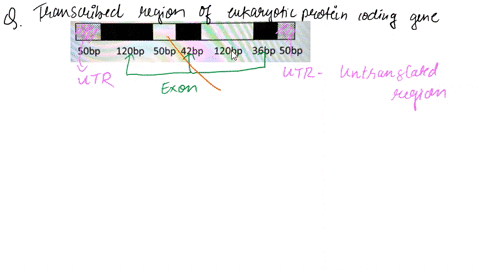 question-7-the-figure-below-shows-the-transcribed-region-of-typical-eukaryotic-protein-coding-gene-white-rectangles-are-introns-black-rectangles-are-exons-stippled-rectangles-are-utr-6-what-40598