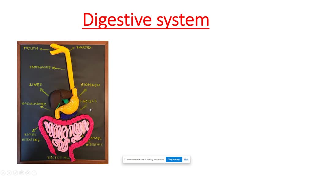 My Digestive System with Recycled Materials