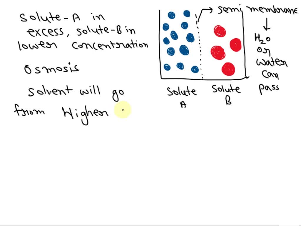 SOLVED: The Set-up Below Shows Two Aqueous Solutions Separated By A ...