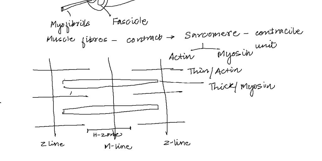 SOLVED: Draw your relaxed sarcomere above your contracted sarcomere so