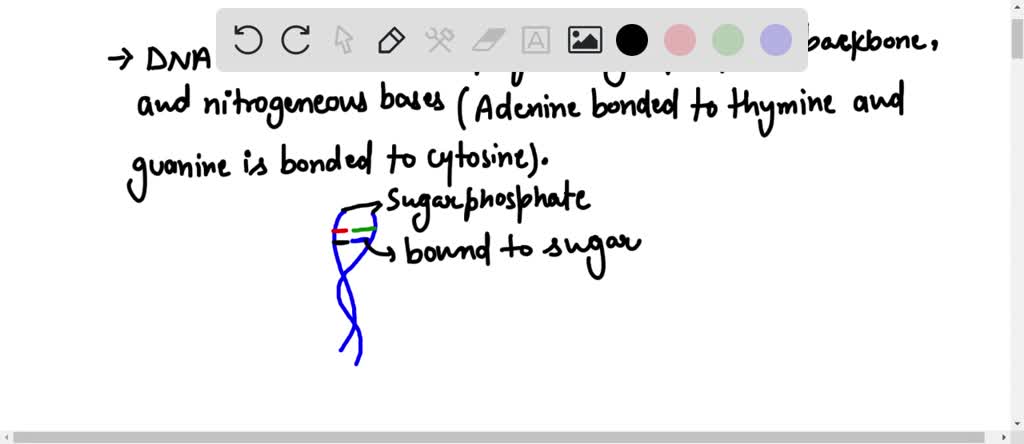 Eight Components Present In Nucleic Acids