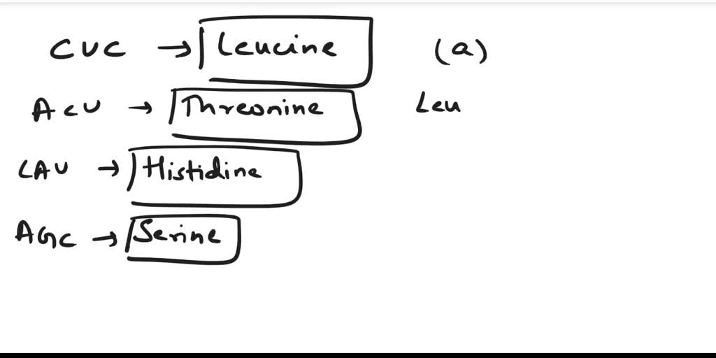 SOLVED What is the amino acid sequence coded from the following mRNA sequence? CUCACUCAUAGC