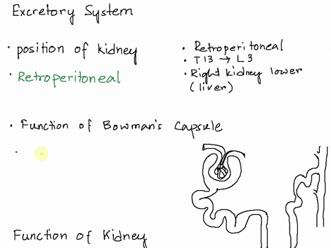 multiple_choice-which-of-the-following-true-concerning-the-location-of-the-kidneys-the-right-kidney-usually-highe-than-the-ieft-one-their-uppe-borders-are-bout-at-the-level-of-the-lumbar-ver-53667