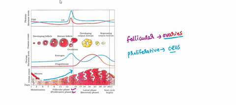 describe-the-hormonal-changes-in-the-e-that-occur-during-the-follicular-phase-during-menstrual-cycle-andand-how-it-leads-to-ovulation-and-also-changes-in-the-endometrium-53603
