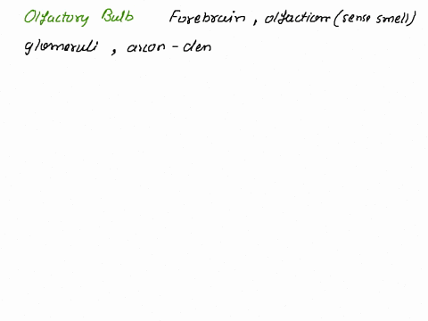 which-of-the-following-neural-structures-of-olfaction-serve-as-a-relay-between-the-pns-ad-cns-containing-cranial-nerve-i-association-neurons-and-ends-of-the-cranial-tracts-olfactory-axons-ol-07884