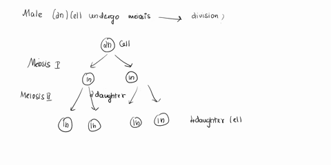 question-13-a-male-diploid-cell-undergoes-meiosis-what-are-the-products-of-this-division-four-haploid-cells-four-diploid-cells-wo-haploid-cells-two-diploid-cells-60303