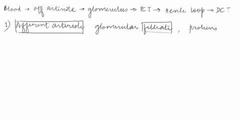 formation-of-urine-drag-word-or-phrase-into-the-sentence-to-make-correct-distal-convoluled-glomerular-filtration-rate-maintained-at-stable-level-and-primarily-regulated-controlling-the-diame-04645