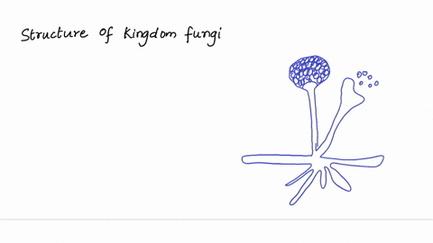 describe-the-structure-of-a-typical-fungus-93506